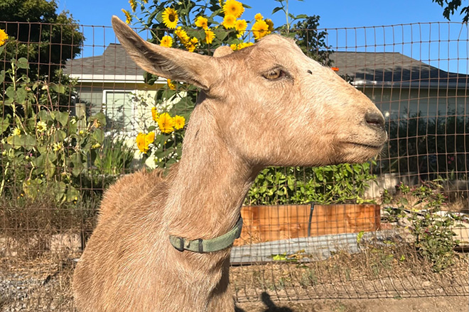 Soleil, a tan goat with a green collar