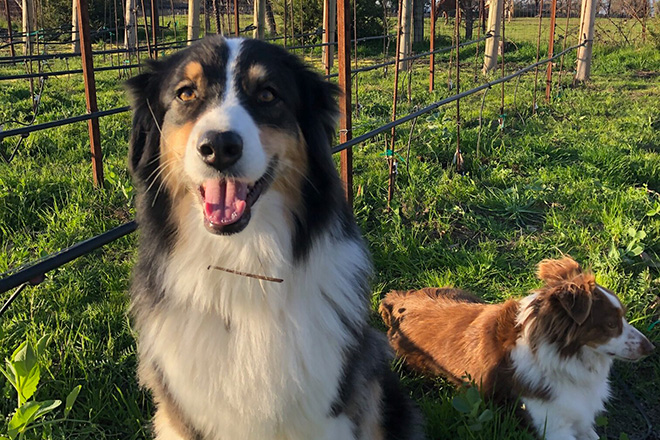Arya & Austin, our two Australian shepherds in their namesake Grenache vineyard.
