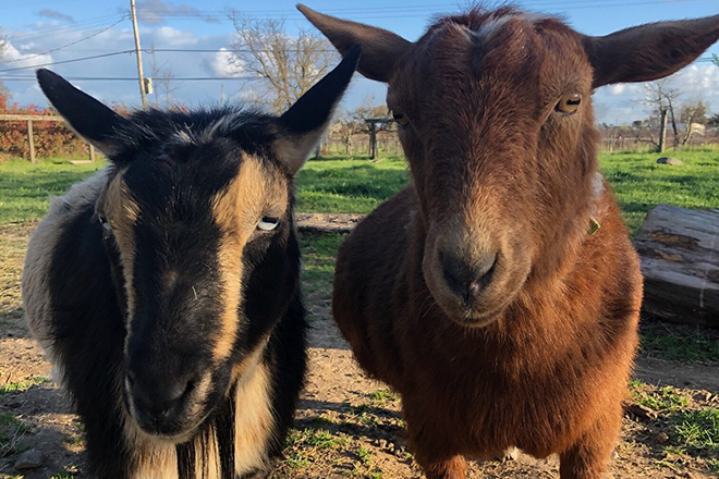 Our goats chabi and chou, named after our favorite cheese