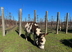 Donce the donkey grazing in vineyard