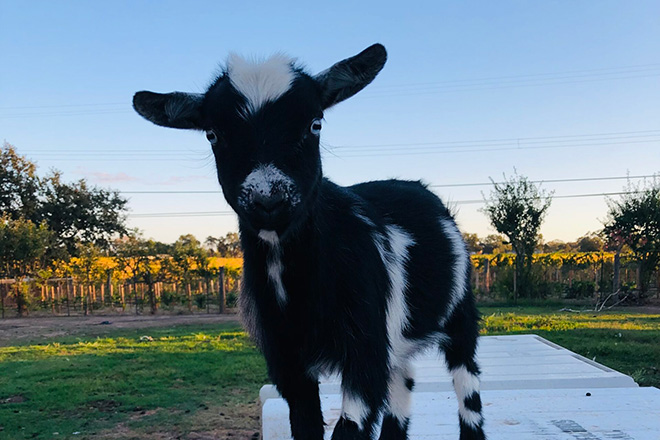 Trouble, a black and white goat